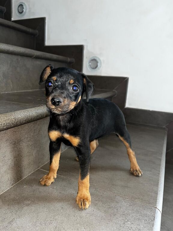 5320435  Pinscher nano